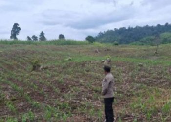 Polsek Tojo Pantau Lahan Jagung di Desa Uekuli untuk Dukung Ketahanan Pangan
