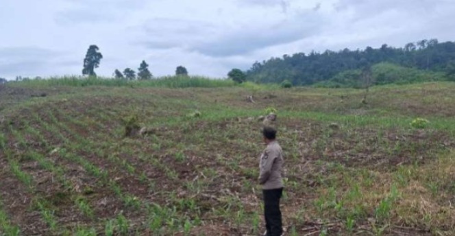 Polsek Tojo Pantau Lahan Jagung di Desa Uekuli untuk Dukung Ketahanan Pangan