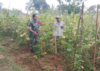 TNI Dampingi Petani Sumenep dalam Panen Mentimun