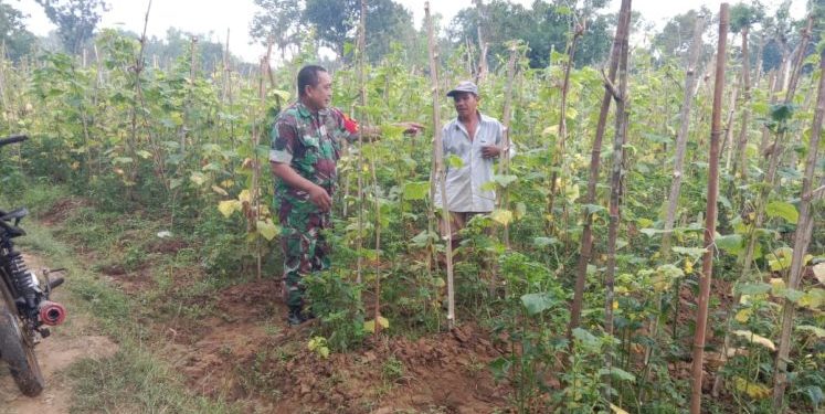 TNI Dampingi Petani Sumenep dalam Panen Mentimun