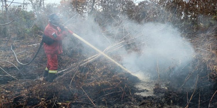 Pemadaman Kebakaran Hutan di Pelalawan Terus Berlanjut