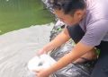Polsek Kasui Tebar 300 Benih Ikan Nila untuk Ketahanan Pangan