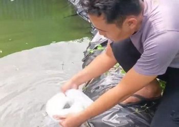 Polsek Kasui Tebar 300 Benih Ikan Nila untuk Ketahanan Pangan