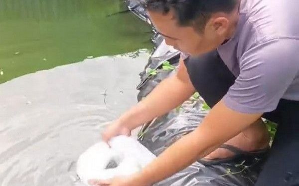 Polsek Kasui Tebar 300 Benih Ikan Nila untuk Ketahanan Pangan