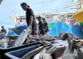 Perlindungan Nelayan Diperkuat Pasca Ratifikasi ILO 188 di Tengah Kenaikan Harga BBM