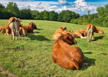 Kenaikan Harga Sapi Impor, UGM Anjurkan Penguatan Populasi Sapi Lokal
