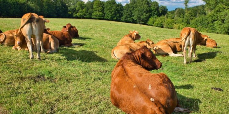 Kenaikan Harga Sapi Impor, UGM Anjurkan Penguatan Populasi Sapi Lokal