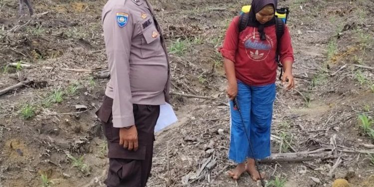 Bhabinkamtibmas Pantau Perawatan Jagung di Lahan PT RAPP untuk Ketahanan Pangan