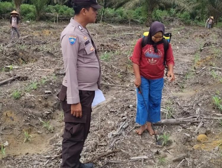 Bhabinkamtibmas Pantau Perawatan Jagung di Lahan PT RAPP untuk Ketahanan Pangan