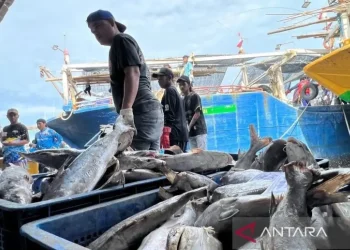 Ratifikasi ILO 188: Langkah Baru dalam Perlindungan Pekerja Perikanan Indonesia