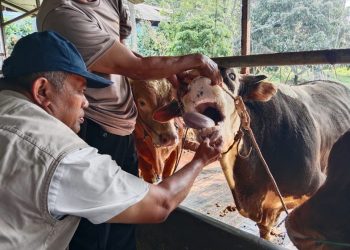 Dispaperta Batang Tingkatkan Pengawasan Hewan Kurban Menjelang Iduladha 2026