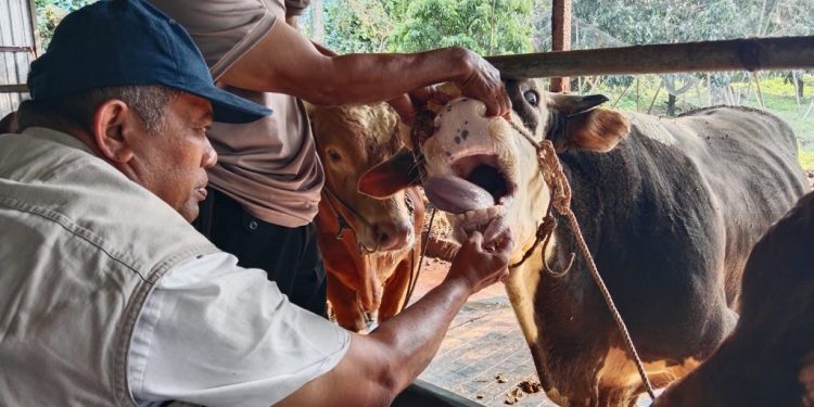 Dispaperta Batang Tingkatkan Pengawasan Hewan Kurban Menjelang Iduladha 2026