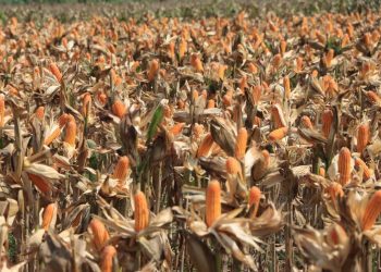 Persiapan Panen Raya Jagung di Tuban Sambut Kehadiran Presiden