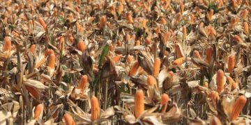 Persiapan Panen Raya Jagung di Tuban Sambut Kehadiran Presiden
