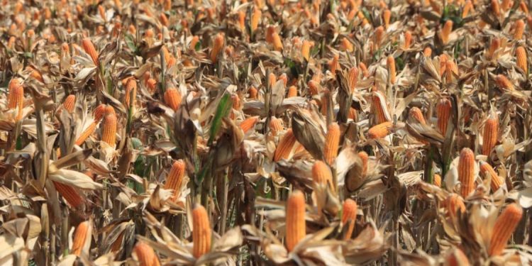 Persiapan Panen Raya Jagung di Tuban Sambut Kehadiran Presiden