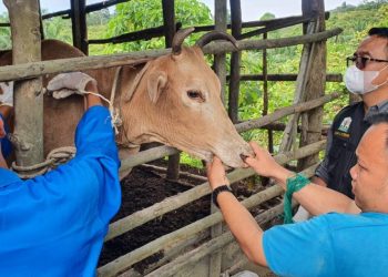 Pemkab Simeulue Lakukan Vaksinasi Ternak untuk Cegah Penyakit Menular