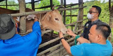 Pemkab Simeulue Lakukan Vaksinasi Ternak untuk Cegah Penyakit Menular