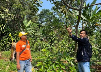 Mahasiswa Undip Batang Pelajari Budidaya Alpukat Organik di Desa Pesalakan