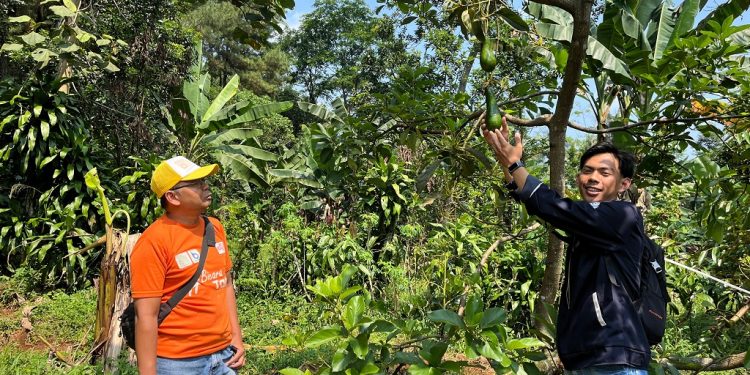 Mahasiswa Undip Batang Pelajari Budidaya Alpukat Organik di Desa Pesalakan