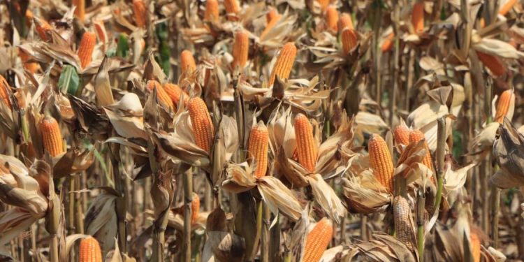 Presiden Prabowo dan Kapolri Hadiri Panen Raya Jagung di Tuban untuk Perkuat Ketahanan Pangan