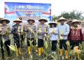 Kapolda NTT Memimpin Panen Raya Jagung 2026 untuk Ketahanan Pangan Daerah