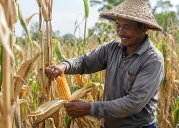Panen Jagung di Bengkalis Berhasil Capai 7 Ton di Lahan Gambut