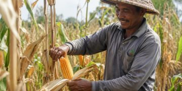 Panen Jagung di Bengkalis Berhasil Capai 7 Ton di Lahan Gambut