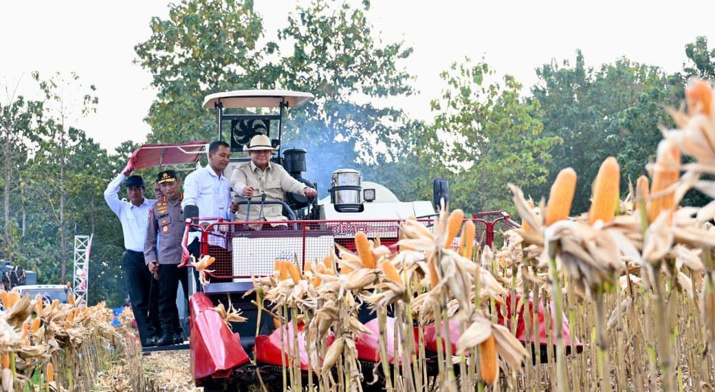 Presiden Prabowo Ikut Panen Jagung di Tuban untuk Perkuat Ketahanan Pangan