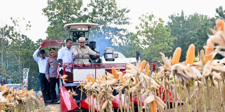 Presiden Prabowo Ikut Panen Jagung di Tuban untuk Perkuat Ketahanan Pangan