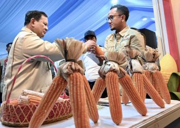 Presiden Prabowo Hadiri Panen Raya Jagung di Tuban, Petani Sambut Optimisme Swasembada Pangan