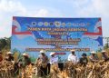 Pemprov Sulawesi Tenggara Puji Panen Raya Jagung oleh Polda Sultra