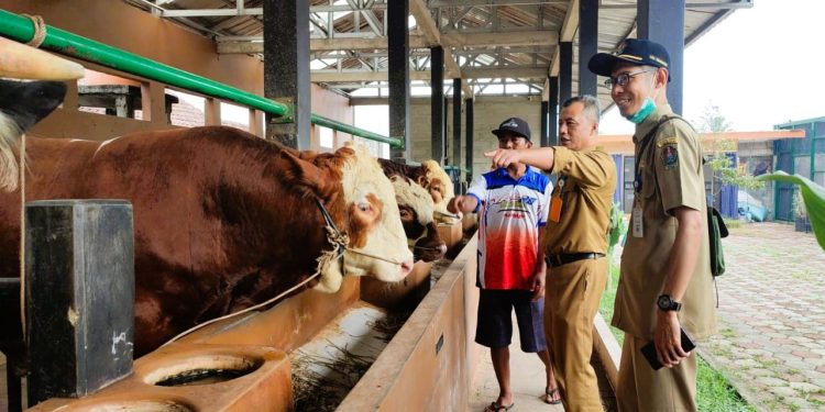 Kenaikan Harga Hewan Kurban di Temanggung Menjelang Iduladha