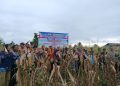 Polda Papua Tengah Gelar Panen Raya Jagung di Nabire untuk Dukung Ketahanan Pangan