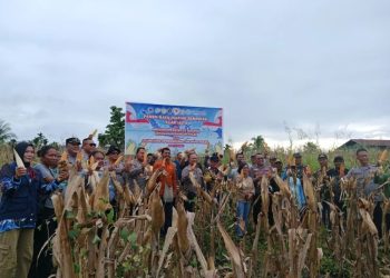 Polda Papua Tengah Gelar Panen Raya Jagung di Nabire untuk Dukung Ketahanan Pangan
