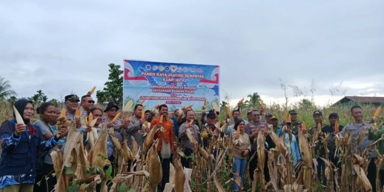 Polda Papua Tengah Gelar Panen Raya Jagung di Nabire untuk Dukung Ketahanan Pangan