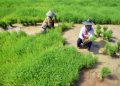 Kementerian Pertanian Percepat Pemulihan Lahan Pertanian di Sumatera Barat Pascabencana