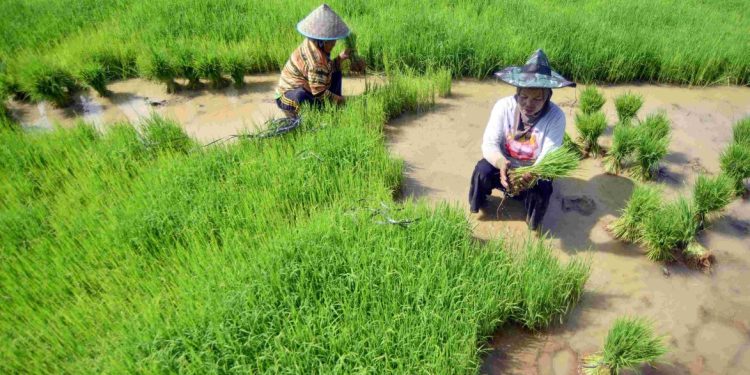 Kementerian Pertanian Percepat Pemulihan Lahan Pertanian di Sumatera Barat Pascabencana
