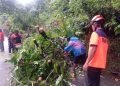 BPBD Padang Tangani Pohon Tumbang di Jalan Utama Padang-Painan
