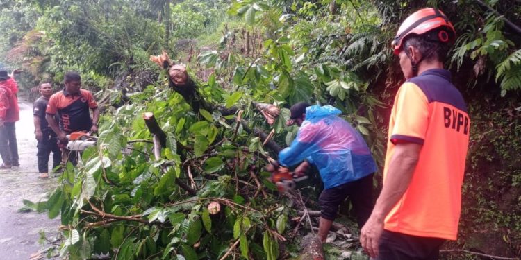 BPBD Padang Tangani Pohon Tumbang di Jalan Utama Padang-Painan