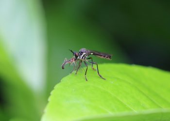 Peningkatan Kasus Malaria di Indonesia, UGM Soroti Lingkungan dan Zoonosis