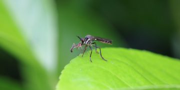 Peningkatan Kasus Malaria di Indonesia, UGM Soroti Lingkungan dan Zoonosis