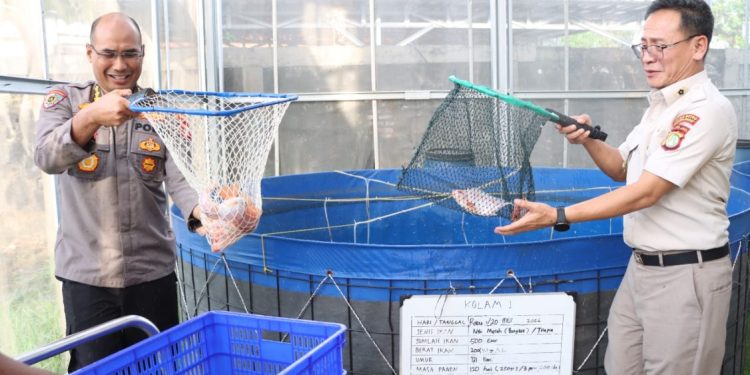 Polda Metro Jaya dan Polres Jakbar Hasilkan 219 Kg Ikan Nila dari Panen