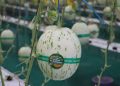 Pesantren Madania Sukses Berkebun Melon Premium Berkat Riset UGM