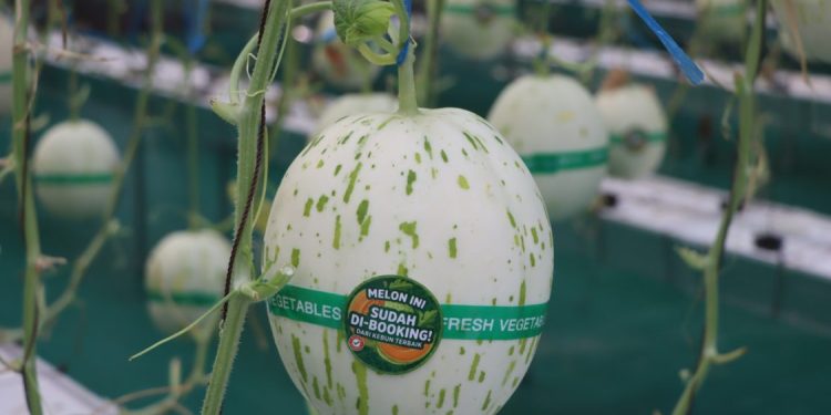 Pesantren Madania Sukses Berkebun Melon Premium Berkat Riset UGM