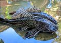 Spesies Ikan Asing Invasif Ancam Ekosistem Perairan Indonesia