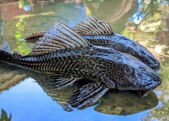 Spesies Ikan Asing Invasif Ancam Ekosistem Perairan Indonesia