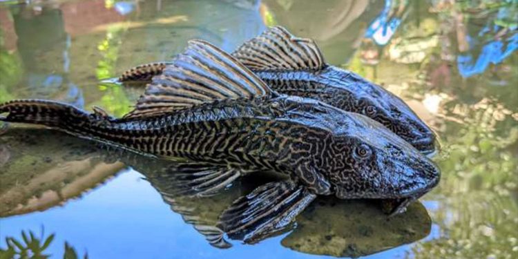 Spesies Ikan Asing Invasif Ancam Ekosistem Perairan Indonesia