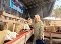 DKPP Lumajang Tingkatkan Pengawasan Kesehatan Hewan Kurban
