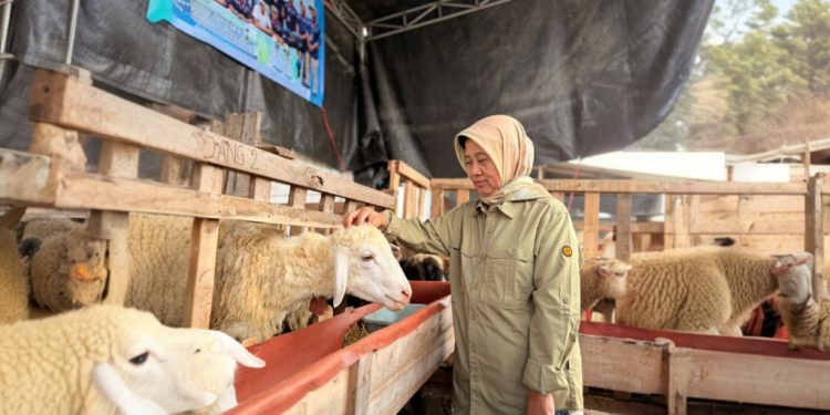 DKPP Lumajang Tingkatkan Pengawasan Kesehatan Hewan Kurban