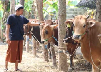 Peningkatan Ketersediaan Hewan Kurban di Bener Meriah Menjelang Iduladha 1447 H